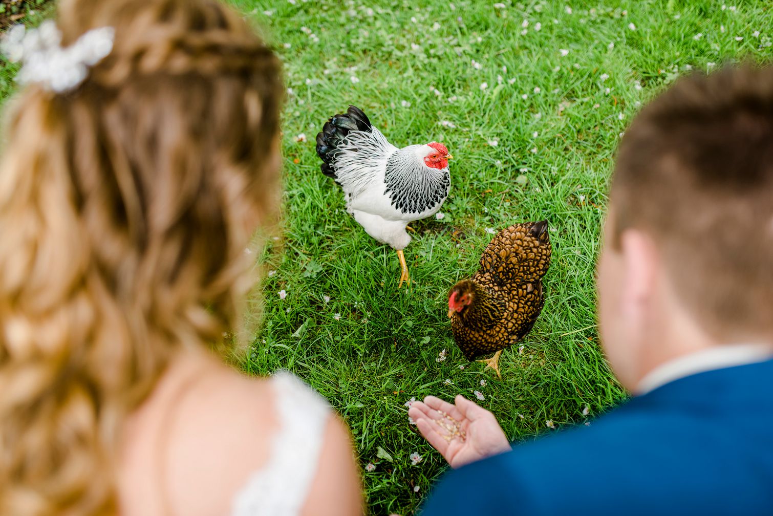 beste trouwfotograaf 2017, kippen